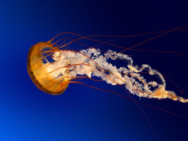131525-Jellyfish.jpg,  bytes